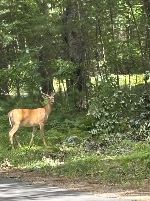 buck from a far