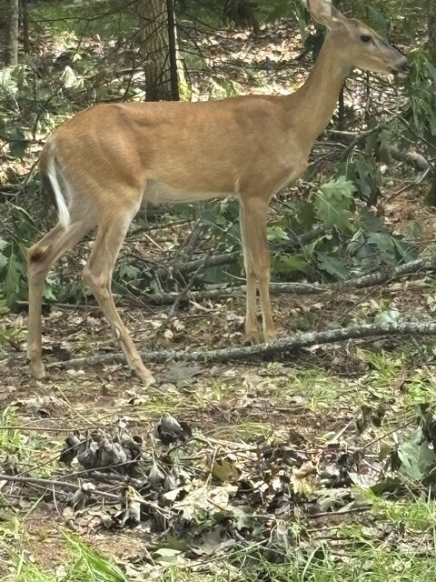 doe up close