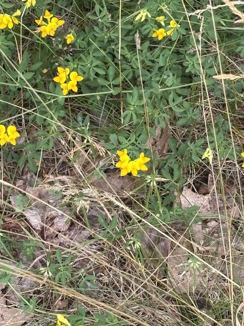 photo of flowers