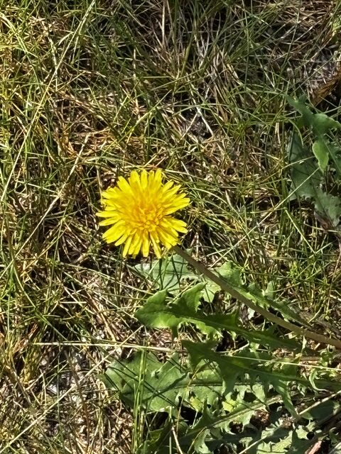 dandelion