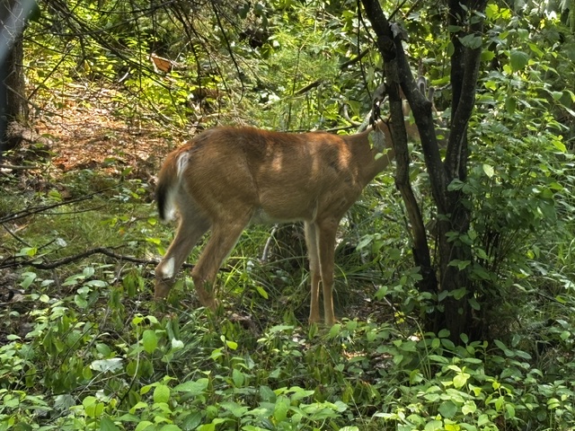 photo of deer hiding it's head behind a tree trunk