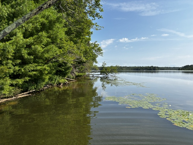 lake short photo with lilypads