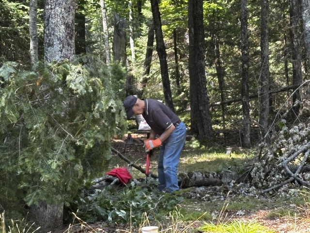 man clearing tree brush
