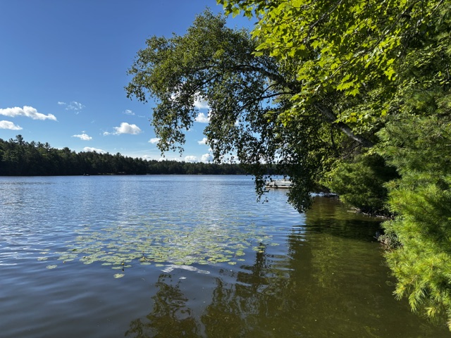 photo of lake shore with overhanging trees