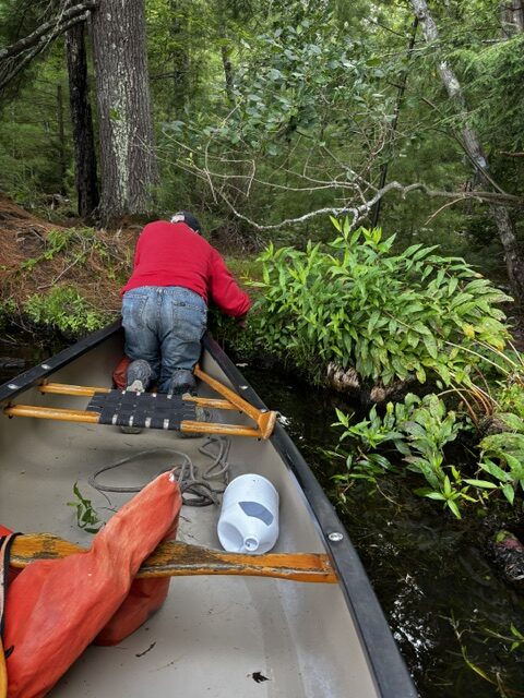 man in canoe looking at plants